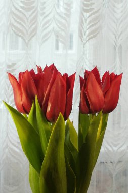  Letonya, Riga. 11.11.2021. Vazodaki laleler.