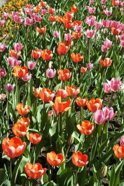  Letonya, Riga, 05.05.2021. Parkta çiçekler. Riga 'daki Özgürlük Anıtı yakınlarındaki laleler.