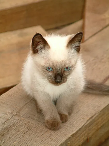 Латвия Рига 2019 Котенок Рижском Рынке — стоковое фото