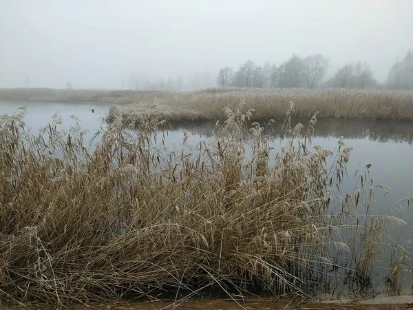 Λεττονία Ρίγα 2021 Reed Μια Ομιχλώδη Μέρα Στο Ποτάμι Κοντά — Φωτογραφία Αρχείου