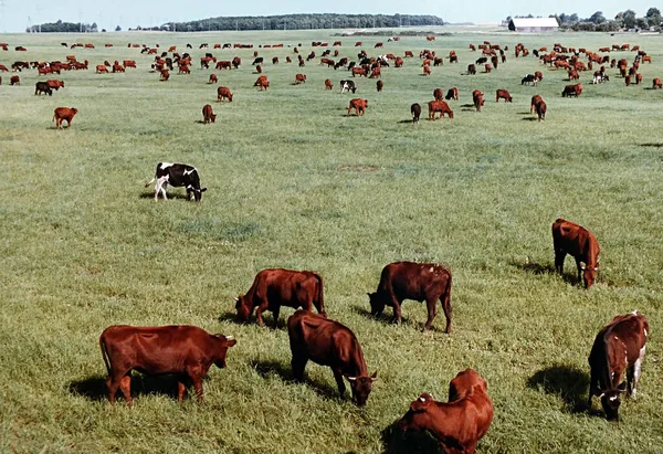 Latvia Jelgava 1989 Collective Farm Herd Cows Jelgava Region — Stock Photo, Image