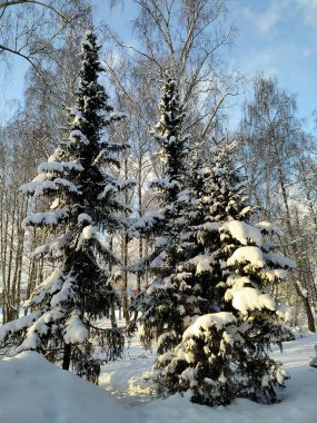 Letonya, Riga, 23.12.2021. Riga 'nın Imanta bölgesindeki orman parkında güneşli bir kış günü.