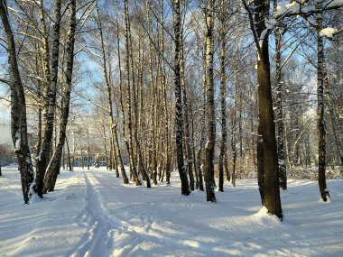 Letonya, Riga, 23.12.2021. Riga 'nın Imanta bölgesindeki orman parkında güneşli bir kış günü.