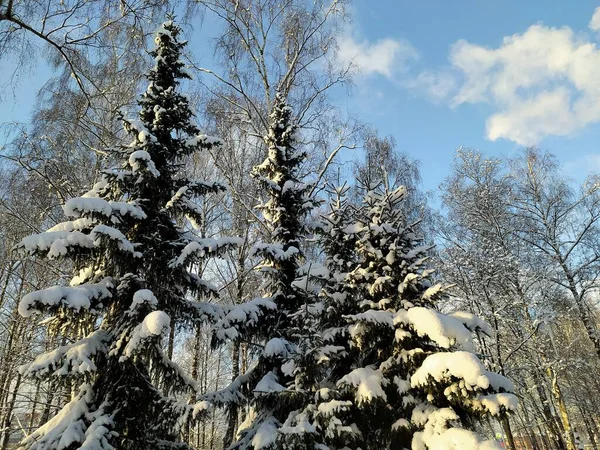 Lettonie Riga 2021 Une Journée Hiver Ensoleillée Dans Parc Forestier — Photo