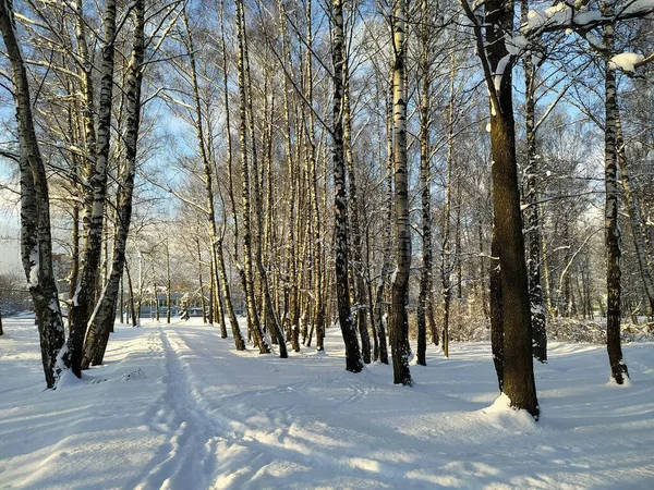 Letonya, Riga, 23.12.2021. Riga 'nın Imanta bölgesindeki orman parkında güneşli bir kış günü.