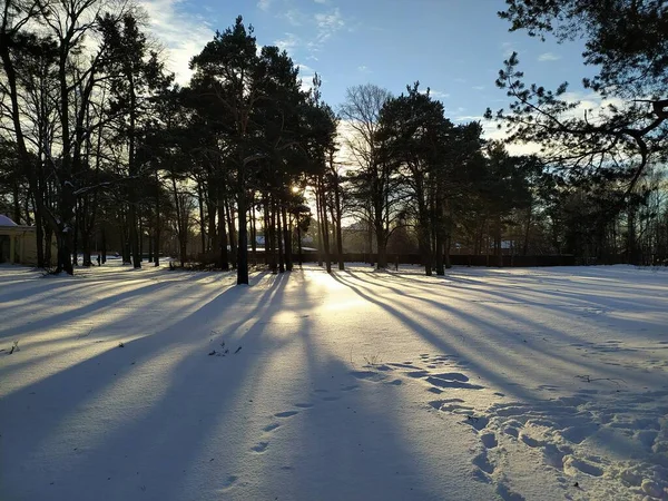 Lettonie Riga 2021 Coucher Soleil Ensoleillé Dans Parc Naturel Riga — Photo