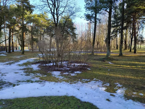 Latvia Riga 2022 Warming Early January Melted Snow Riga Park — Photo