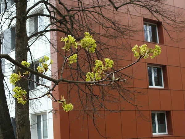 Łotwa Ryga 2022 Wiosenne Liście Drzewach Ryskich — Zdjęcie stockowe
