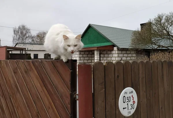 Lettonie Riga 2022 Chat Blanc Sur Une Clôture Dans Microquartier — Photo