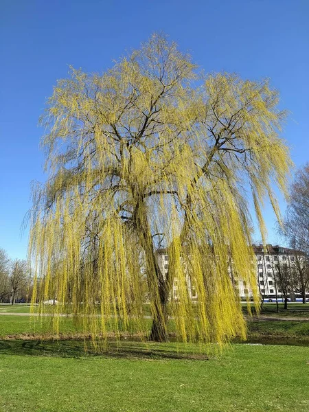 Latvia Riga 2022 Flowering Trees Riga Victory Park — ストック写真