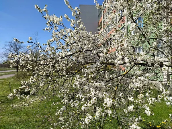Latvia Riga 2022 Blossoming Apple Tree Riga Bolderaja Microdistrict — 스톡 사진
