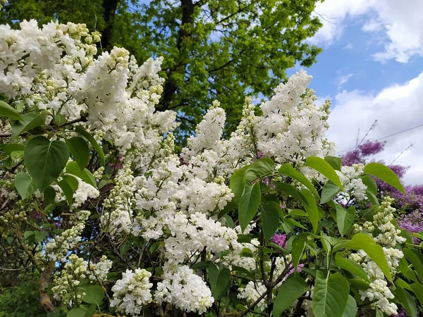 Latvia Riga 2022 Blooming Lilac Natural Park Bolderaja — Stock Photo, Image