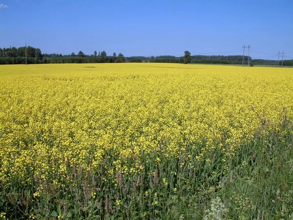 Latvia Yellow Field Ripening Rapeseed — Stock Photo, Image