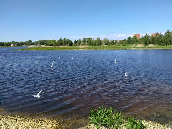 Λετονία Ρίγα Γλάροι Πάνω Από Τον Ποταμό Bullupe Στην Bolderaya — Φωτογραφία Αρχείου