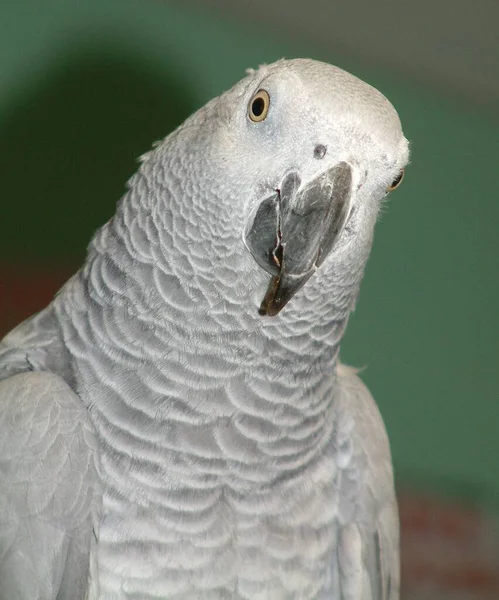 Серый Попугай Жако Крупным Планом — стоковое фото