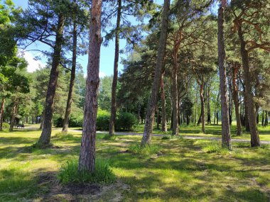 Riga 'nın Bolderaja bölgesindeki çam parkı..