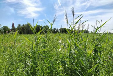 Letonya, Riga. Bullupe Nehri 'nin taşkın ovası. Yeşil bitkiler nemli toprağı doldurdu.