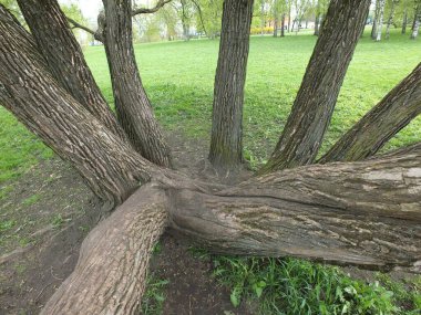 Tree in the Riga park. The trunks of the tree fancifully grow in different directions from the same root.