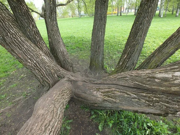 Tree Riga Park Trunks Tree Fancifully Grow Different Directions Same — Foto de Stock