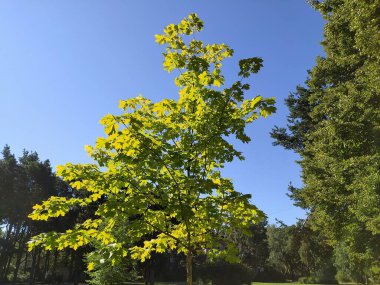 The beginning of autumn in the Riga park.