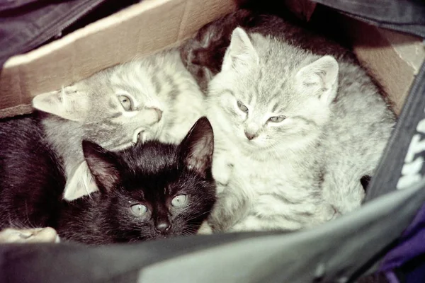 Kittens Cardboard Box — Stock Photo, Image