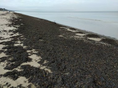 Jurmala 'daki Riga Körfezi kıyısında kara algler. Çevre kirliliği.