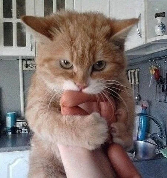 Αστεία Γάτα Τρώει Λουκάνικα — Φωτογραφία Αρχείου