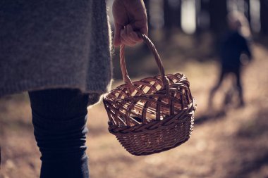 Woman in autumn forest is mushroom picking to wooden basket.	