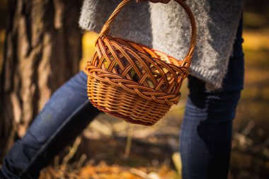 Woman in autumn forest is mushroom picking to wooden basket.	