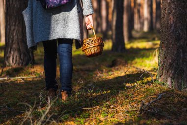 Woman in autumn forest is mushroom picking to wooden basket.	