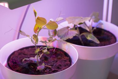 Yapay güneş ışığıyla bir lambanın altında bitkiler