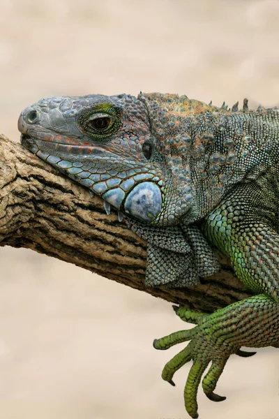 Tembel Iguanidae Bir Dalda Dinleniyor — Stok fotoğraf