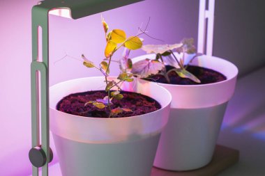 Yapay güneş ışığıyla bir lambanın altında bitkiler