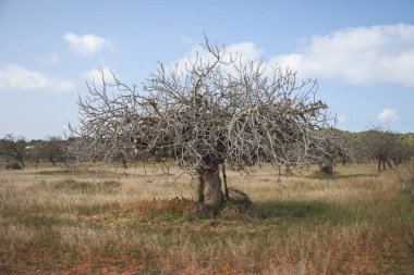 Tarlada söğüt ağacı
