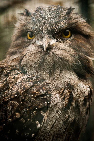 Portrait Owl Brown Feathers — Foto Stock