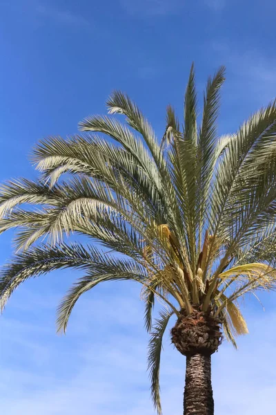 Palme Vor Blauem Himmel — Stockfoto