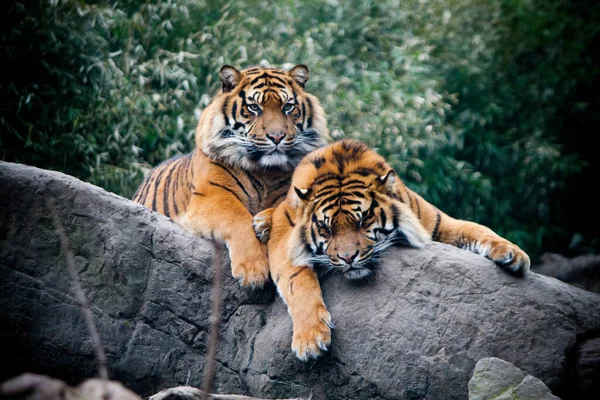 Two tigers on a rock in the wild