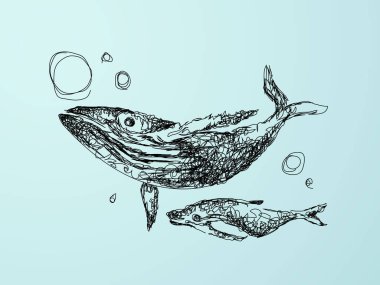 Balinaların el çizimi vektör çizimi. Balina ailesi