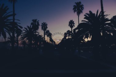 Palmiyelerin ve atlı karıncaların gece görüşü