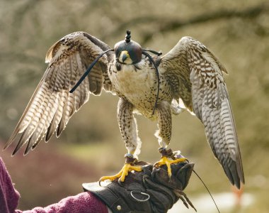 Peregrine Falcon avlanmak üzere..