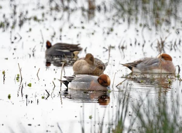 Grupa Kaczek Widgeon Bagnach Rezerwacie Somerset — Zdjęcie stockowe