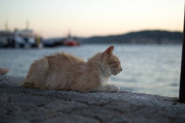 Sarı kedi, sarı kedi iskelede oturuyor gün batımında denize bakıyor