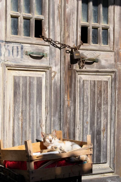 困倦的猫 困倦的猫在柜子里的老锁着的木门前面 — 图库照片