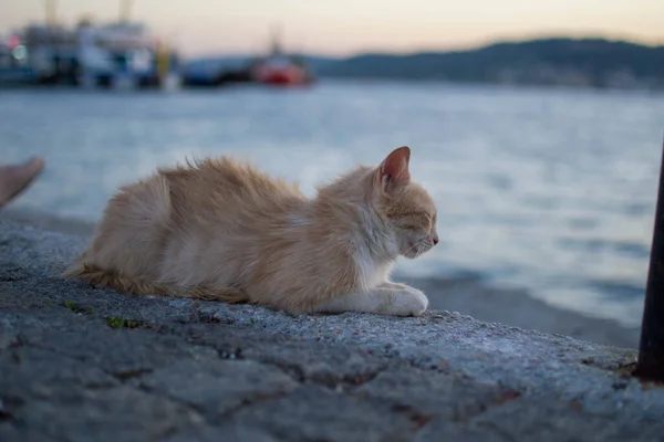 黄猫坐在码头上看日落时的大海 — 图库照片
