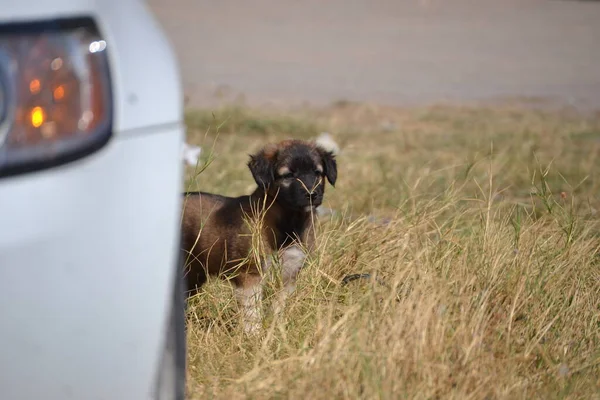 Streunender Hund Steht Auf Dem Rasen — Stockfoto