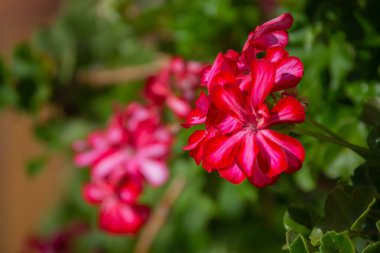 Pink flowers of geranium, selective focus to the near flower