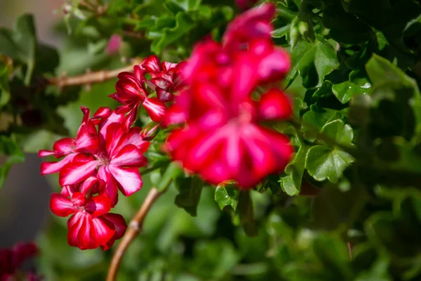 Pink flowers of geranium, selective focus to the far flower