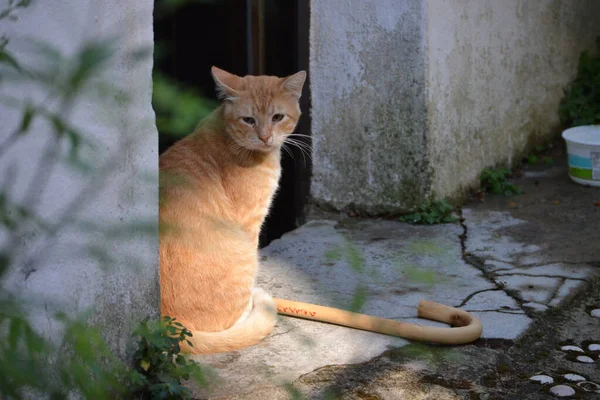 那只黄色的猫正坐在门前等人 在猫旁边的地上有一根手杖 — 图库照片