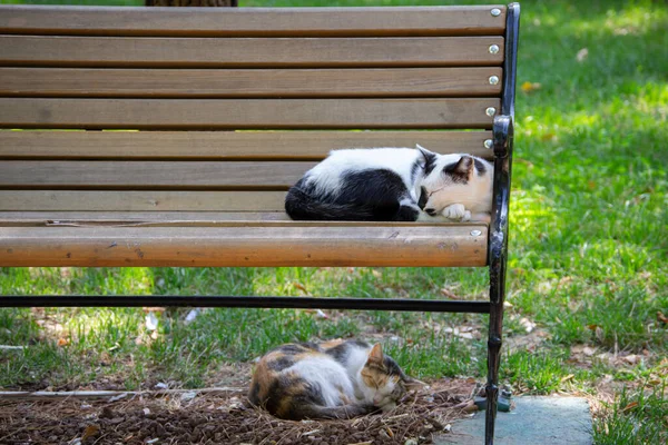 在公园的长椅上和长椅下睡着的猫 — 图库照片