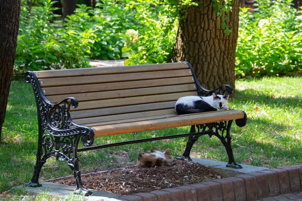 在公园的长椅上和长椅下睡着的猫 — 图库照片